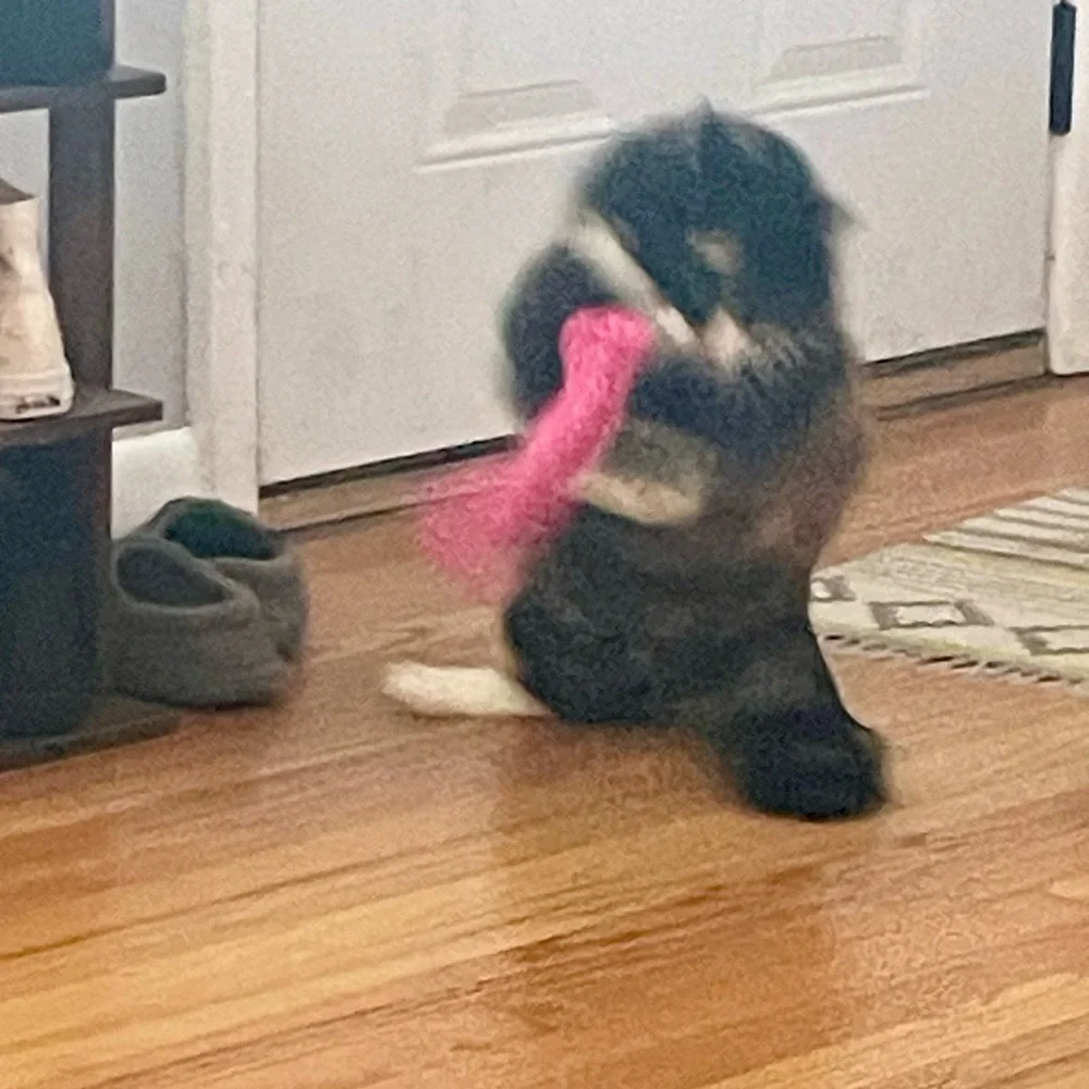 Cat Toy Cat Log Small Dog Toy
